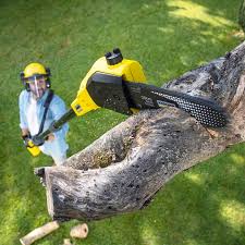 Crown Heights, NY Tree Services Company